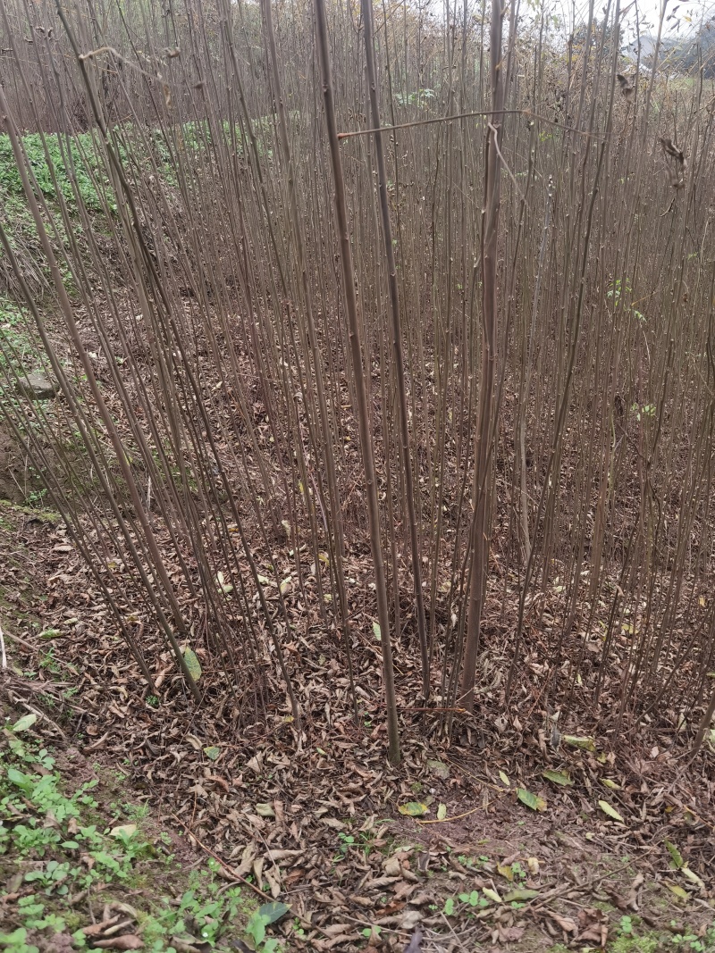 栾树苗批发基地直销栾树小苗各种规格