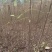 栾树苗批发基地直销栾树小苗各种规格
