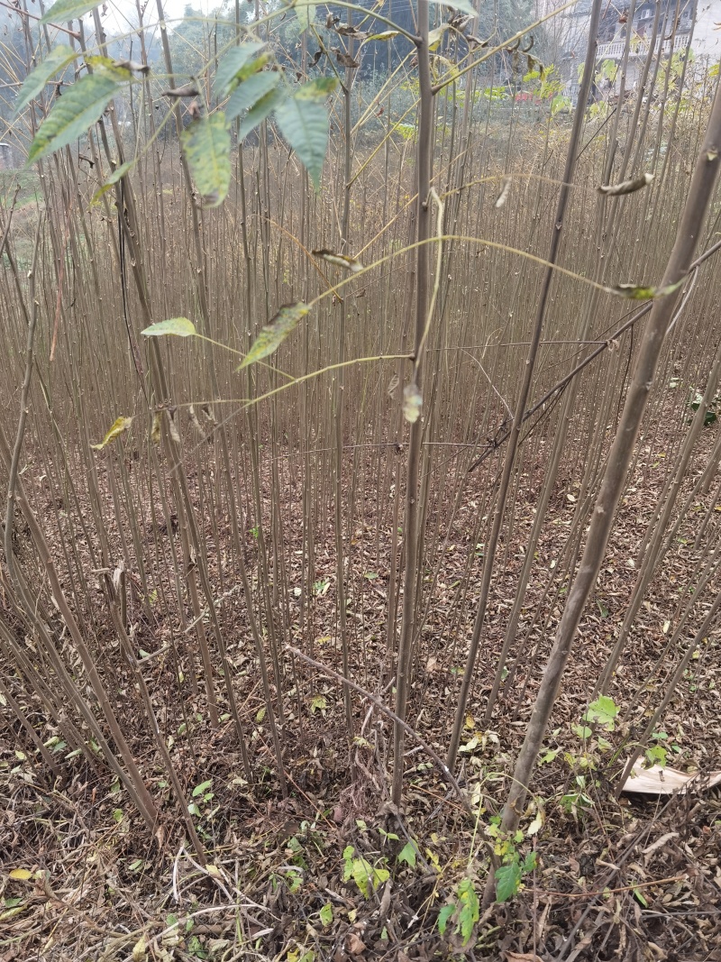 栾树苗批发基地直销栾树小苗各种规格
