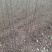 栾树苗批发基地直销栾树小苗各种规格