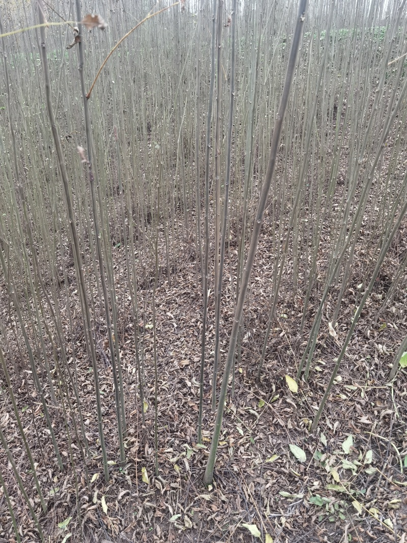 栾树苗批发基地直销栾树小苗各种规格