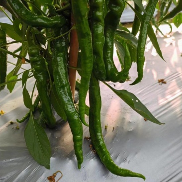 广西博白各种品种辣椒大量上市了！欢迎光临！谢谢