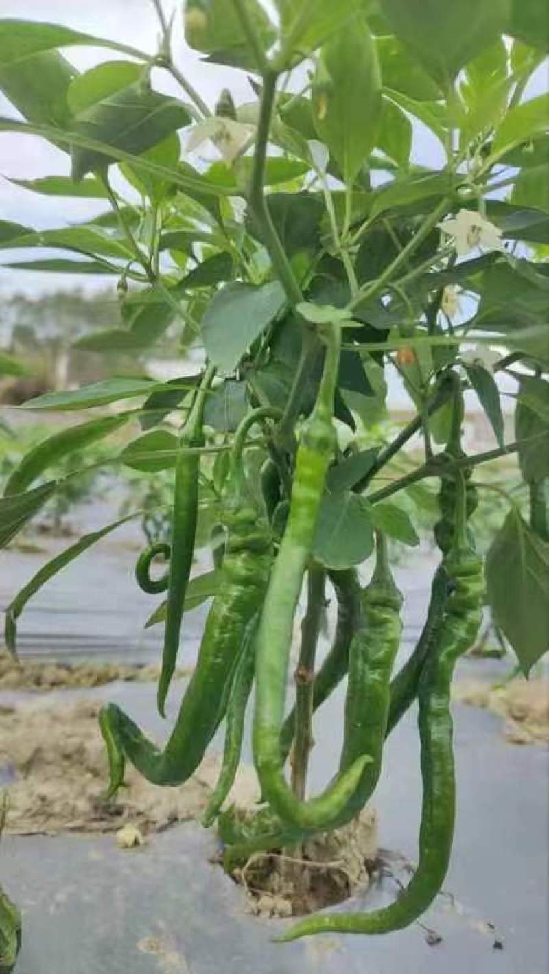 广西博白各种品种辣椒大量上市了！欢迎光临！谢谢