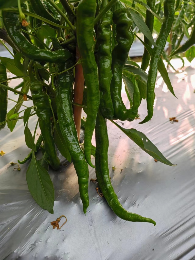 广西博白各种品种辣椒大量上市了！欢迎光临！谢谢