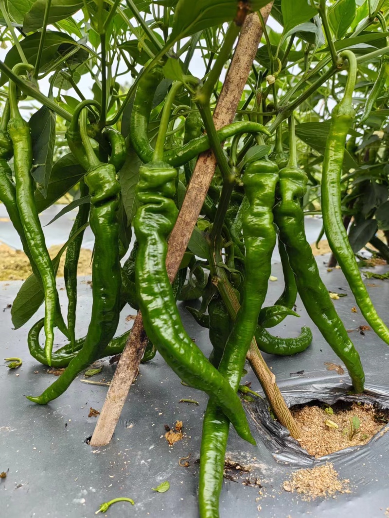 广西博白各种品种辣椒大量上市了！欢迎光临！谢谢