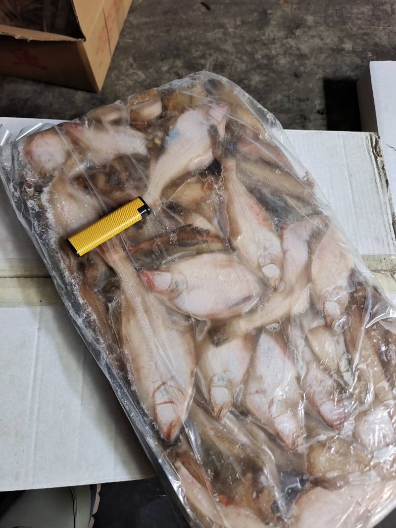 山东偏口（长脖鱼）蝶鱼比目鱼大量供应，各种规格，8斤装