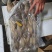 山东偏口（长脖鱼）蝶鱼比目鱼大量供应，各种规格，8斤装