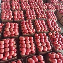 聊城西红柿硬粉西红柿产地直发货源充足代收代发全国