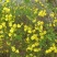 迎夏