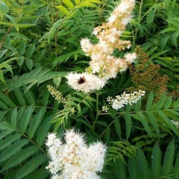 珍珠梅