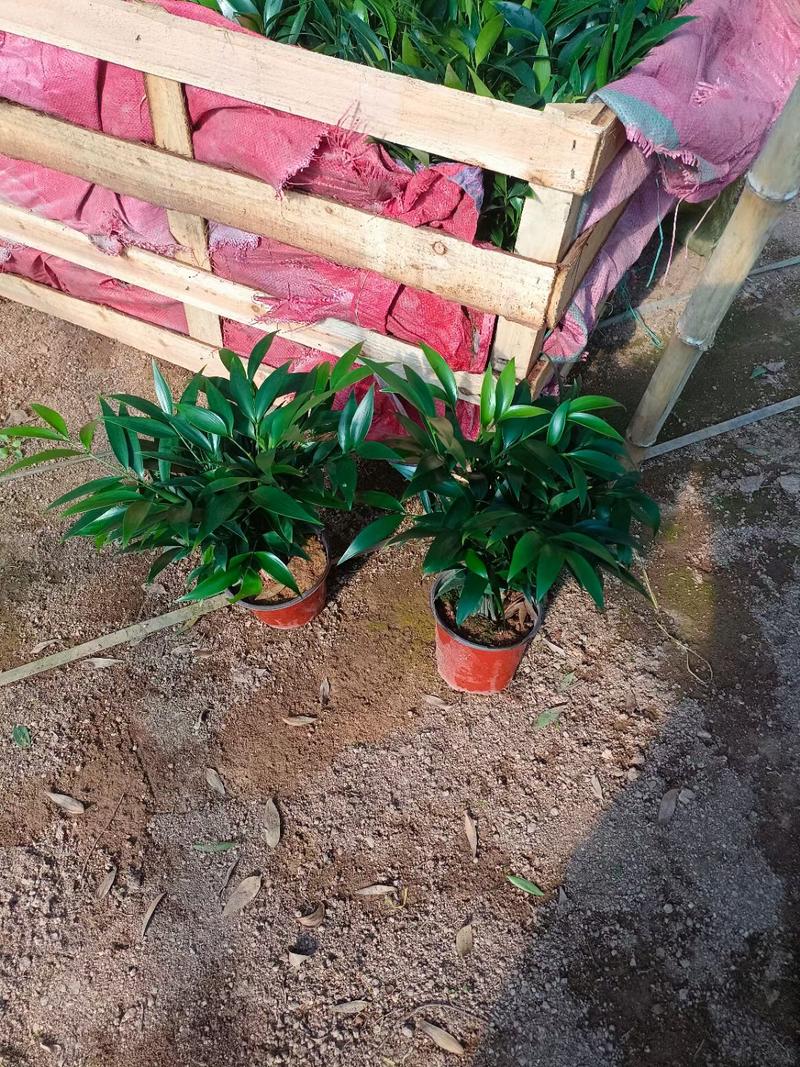竹柏又叫平安竹驱蚊驱虫室内盆栽去甲醛净化空气