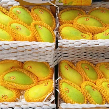 海南水仙芒礼盒装精品一件代发。