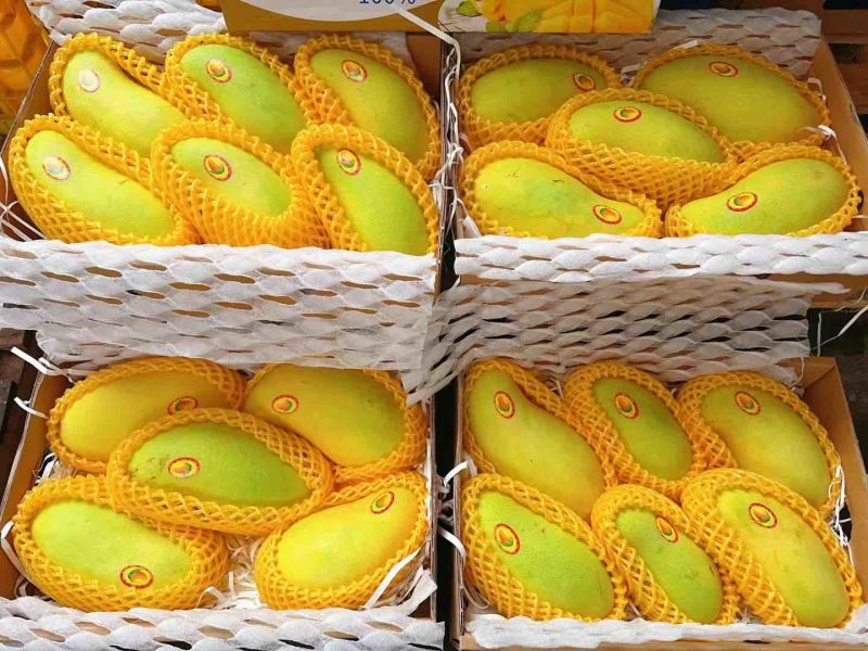 海南水仙芒礼盒装精品一件代发。