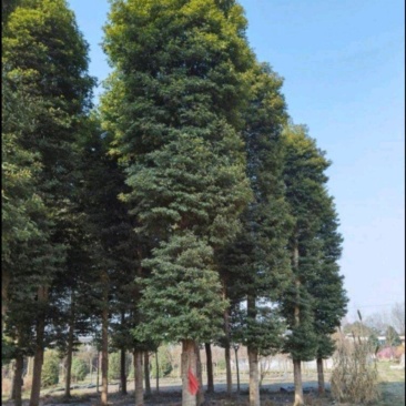 桢楠
