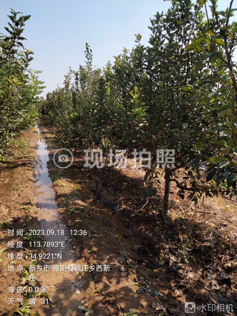 各种果树苗
