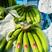 精品二级青蕉，支持验货，全国可发保质保量