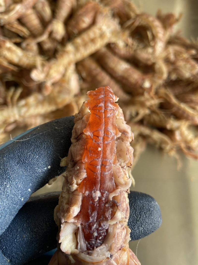 皮皮虾肉虾婆虾爬手工制作，支持定制，厂家直营