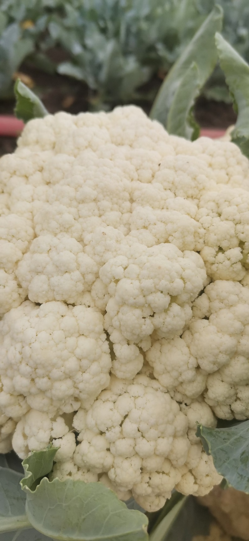 温州优质青梗白面松花菜散花菜提供网袋大小个头都有小米粒乳白