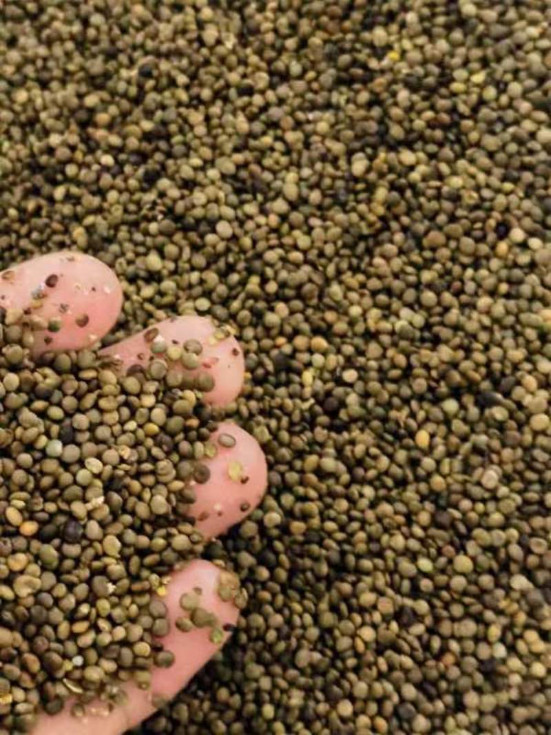 山桐子种子纯新货供应中质量可靠发芽率杠杠的