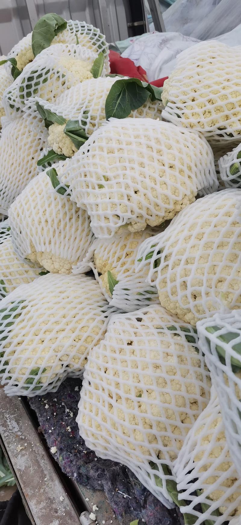 温州优质青梗白面松花菜散花菜提供网袋大小个头都有小米粒乳白