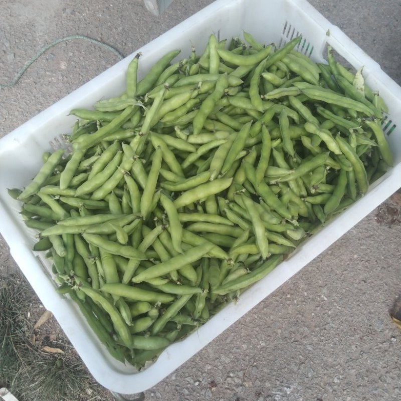 蚕豆