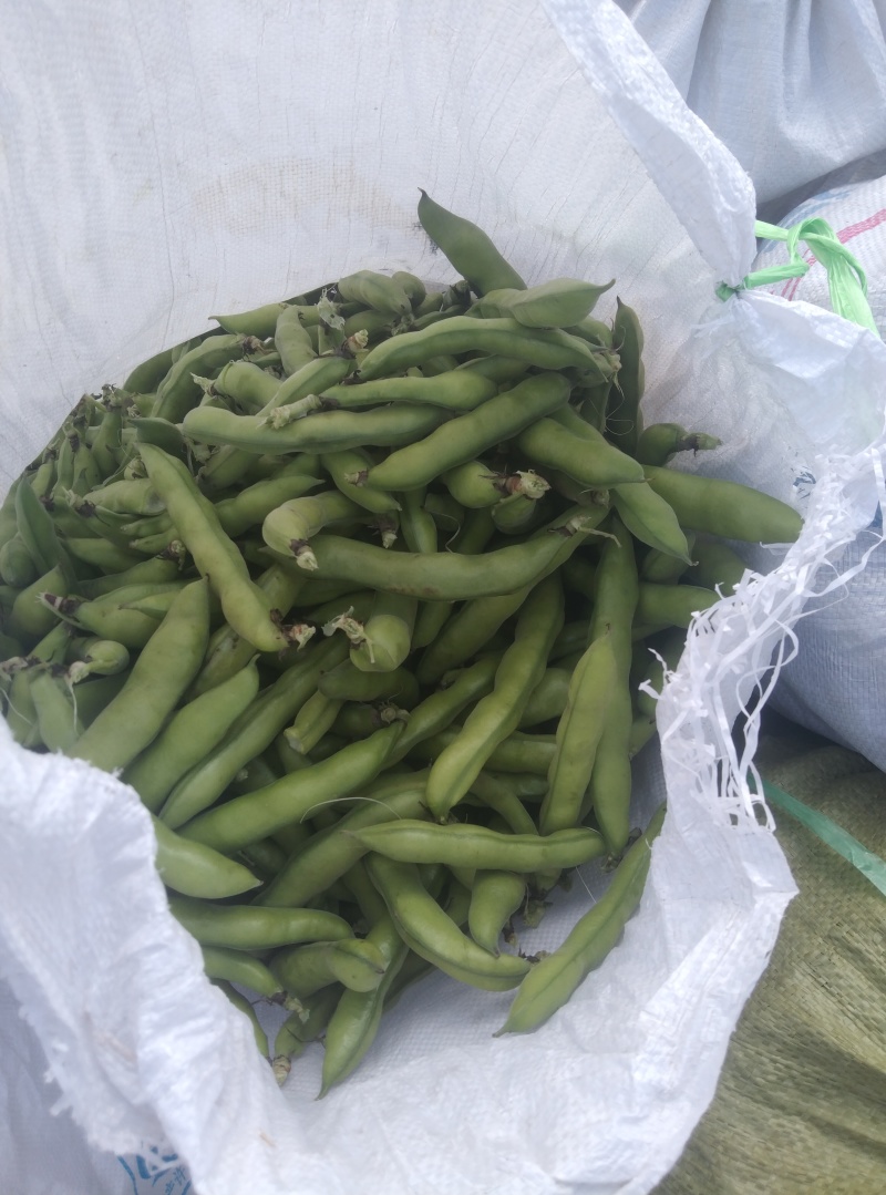 蚕豆