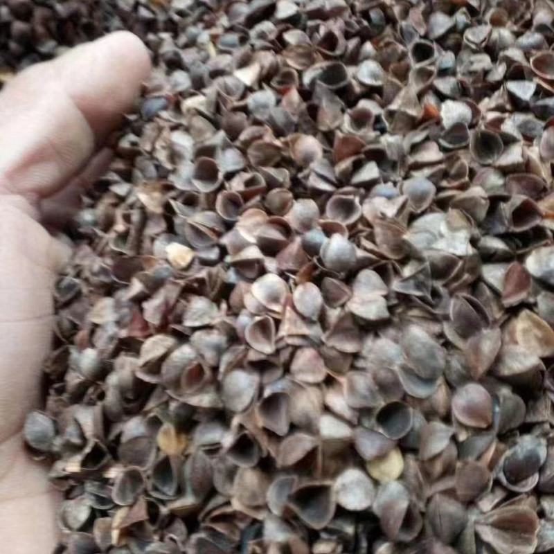 精品荞麦壳，荞麦皮，一手货源厂家直发，量大从优，欢迎采购
