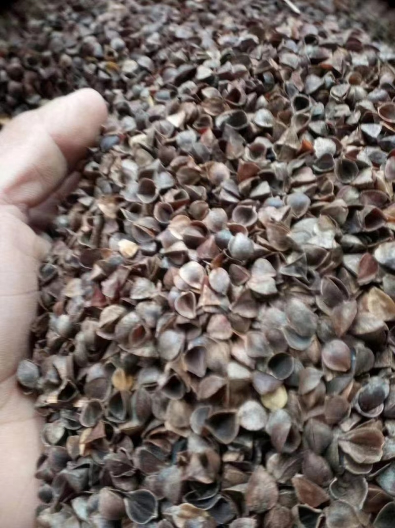 精品荞麦壳，荞麦皮，一手货源厂家直发，量大从优，欢迎采购