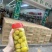 农家腌李子脆李一瓶2斤一箱24瓶酸辣好吃质量保证加钱美丽