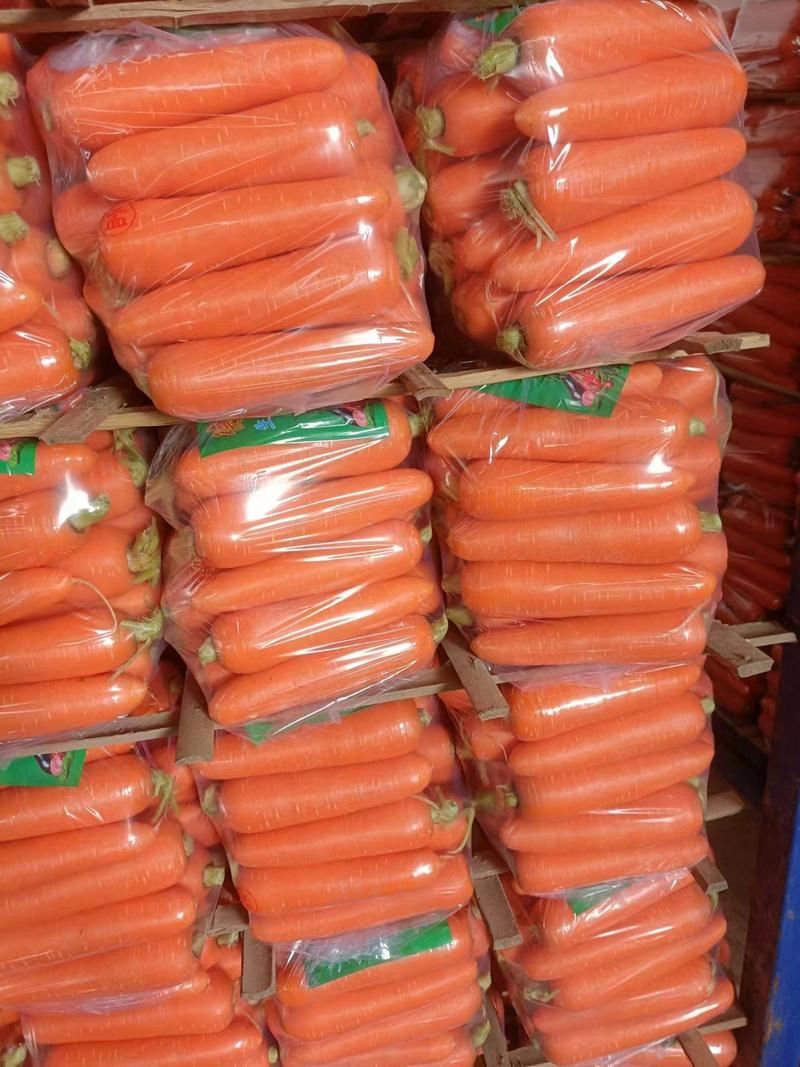 【新品上市】三红胡萝卜福建产地直供量大从优可视频拿货电联