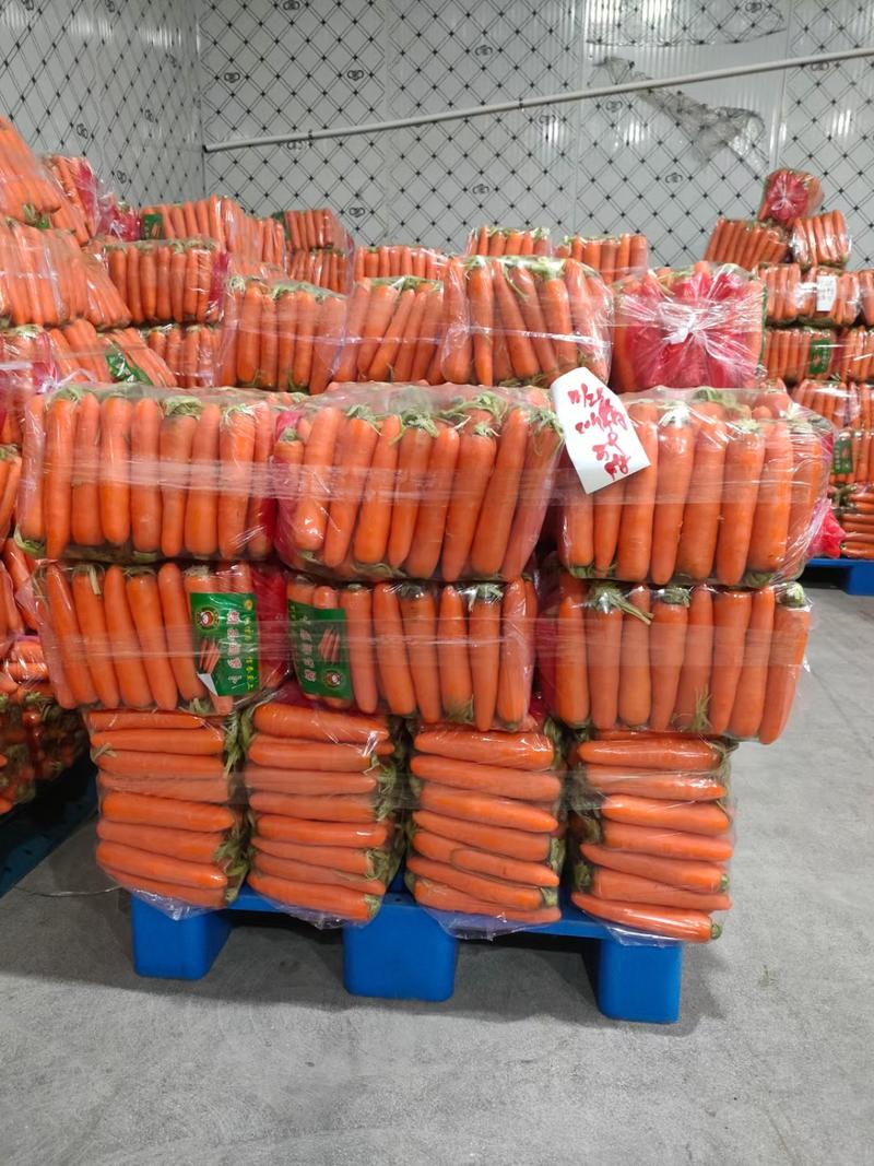 【新品上市】三红胡萝卜福建产地直供量大从优可视频拿货电联