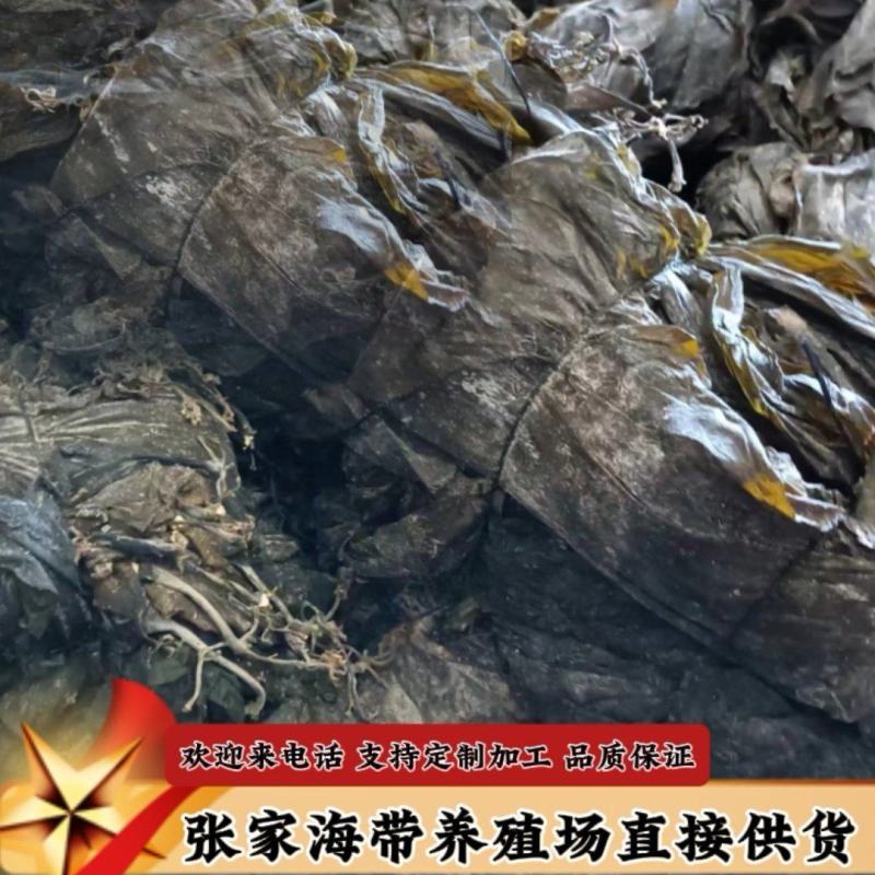 福建海带山东海带干海带海带干海带皮一棵菜海带养殖场供货