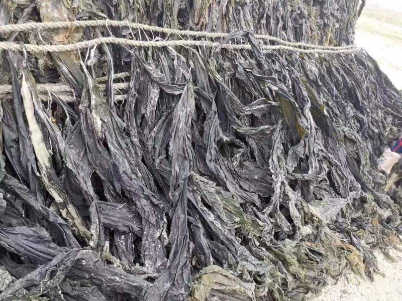 【实力优选】莆田海带/干海带/长海带/无沙海带/价美