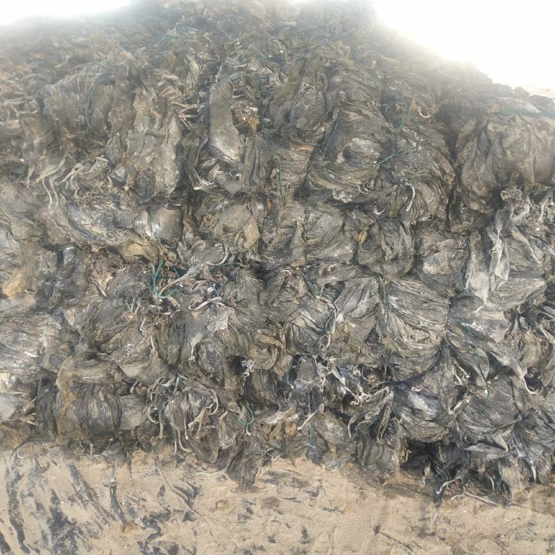 福建海带山东海带干海带海带干海带皮一棵菜海带养殖场供货