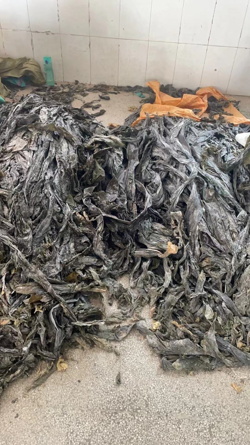 福建海带山东海带干海带海带干海带皮一棵菜海带养殖场供货