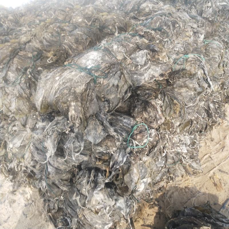 福建海带山东海带干海带海带干海带皮一棵菜海带养殖场供货