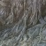 福建海带山东海带干海带海带干海带皮一棵菜海带养殖场供货