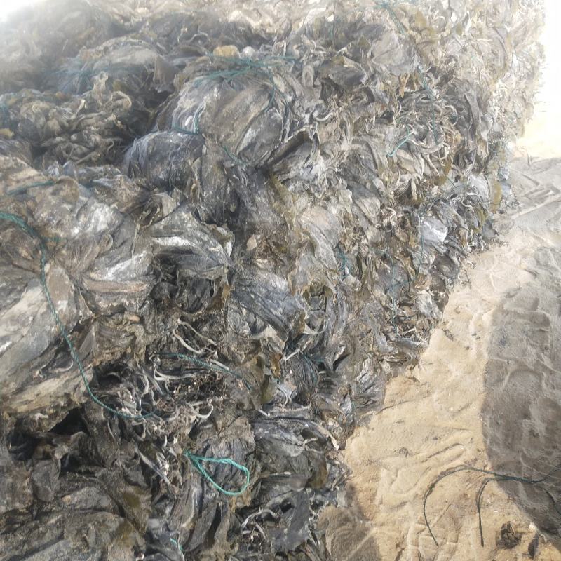 福建海带山东海带干海带海带干海带皮一棵菜海带养殖场供货