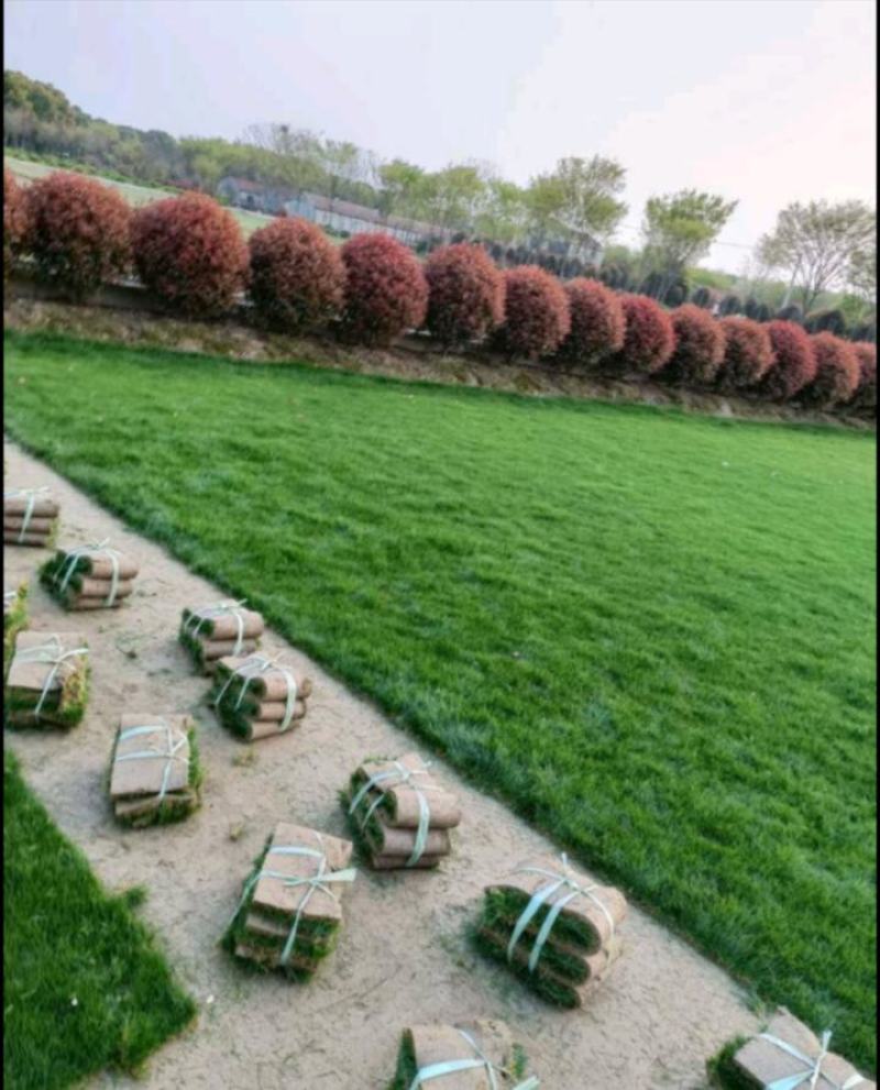 高羊茅