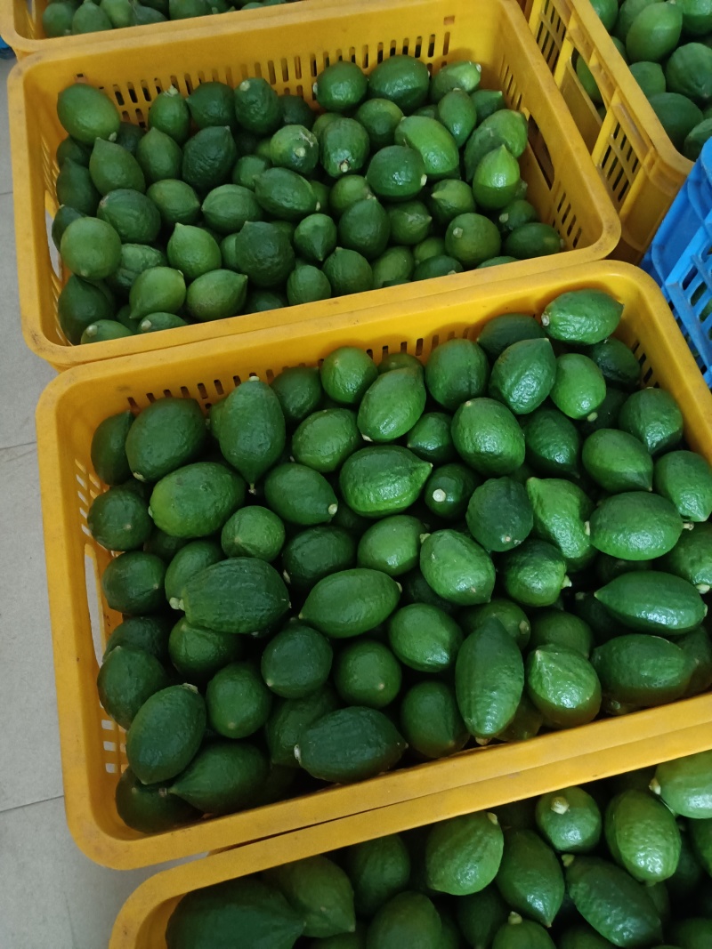 广东香水柠檬