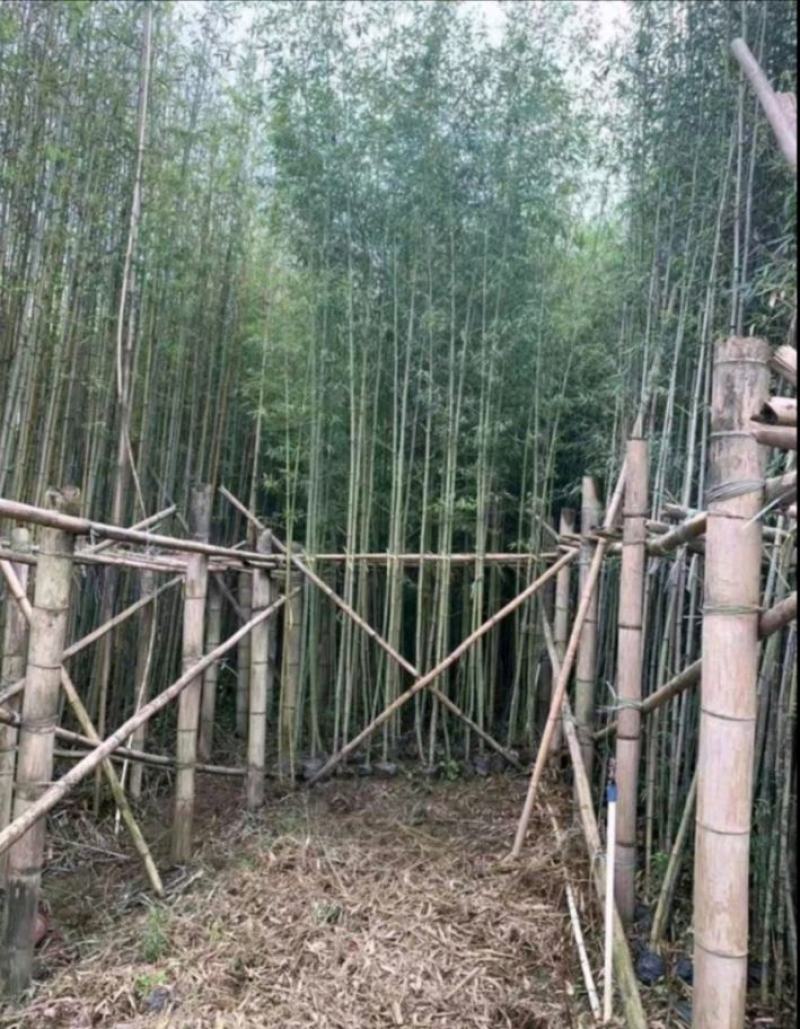 刚竹