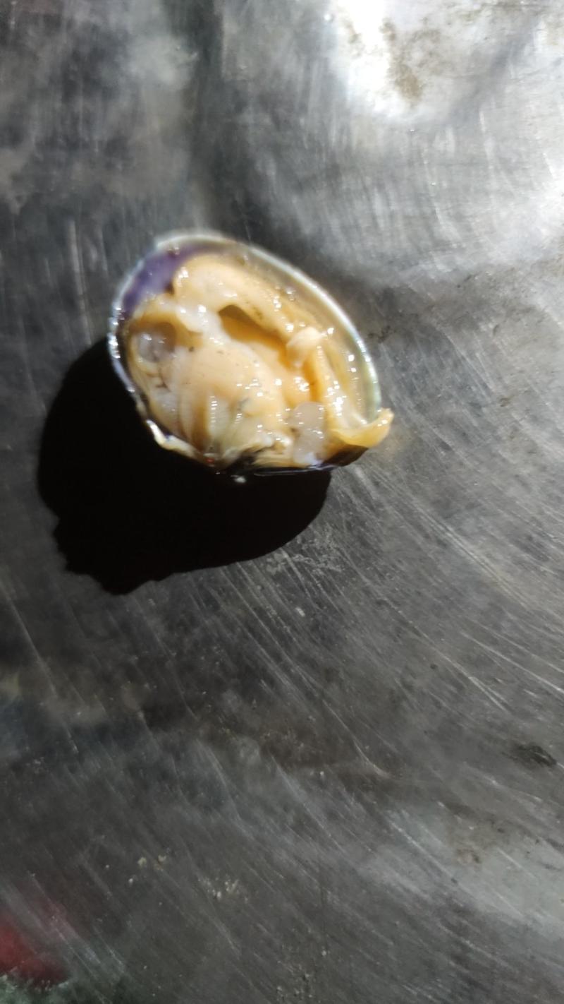 唐山海蛤蜊