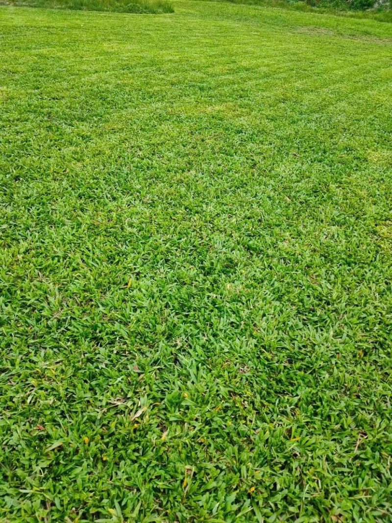 海南草坪批发大叶油草台湾草马尼拉草三亚草坪批发