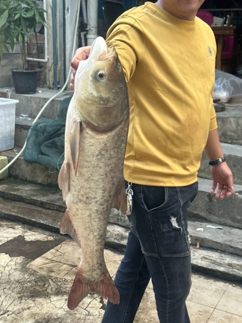 鳙鱼苗，大头鱼苗，双胞大头，花鲢鱼苗，场地