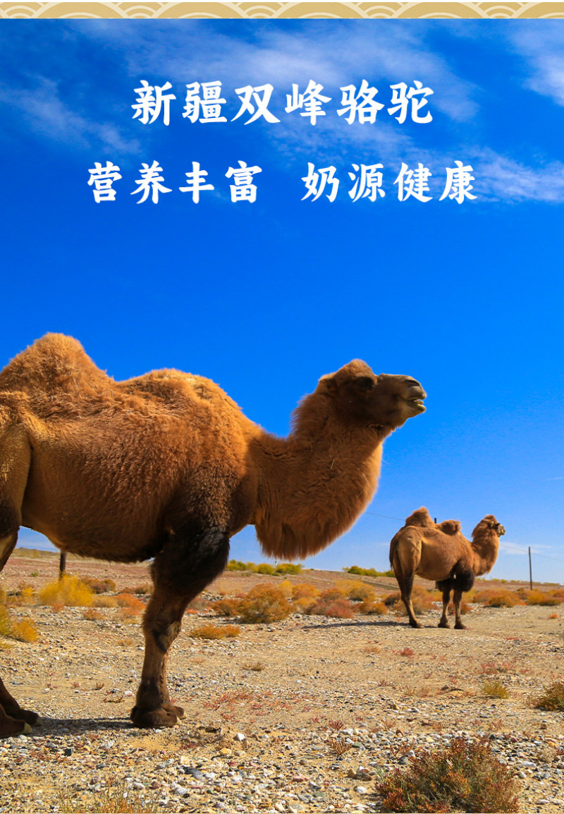 配方驼批发团购125元/罐*24罐/件起真材实料，实惠。