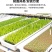 农岩棉育苗无土栽培环保便捷懒人室内园艺大棚蔬菜水果种植岩