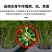 农岩棉育苗无土栽培环保便捷懒人室内园艺大棚蔬菜水果种植岩
