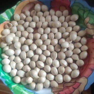 我有白果要卖