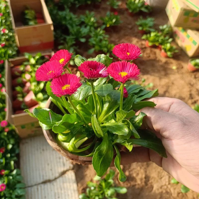 【精品推荐】雏菊绿化工程用苗，欢迎大家来采购洽谈