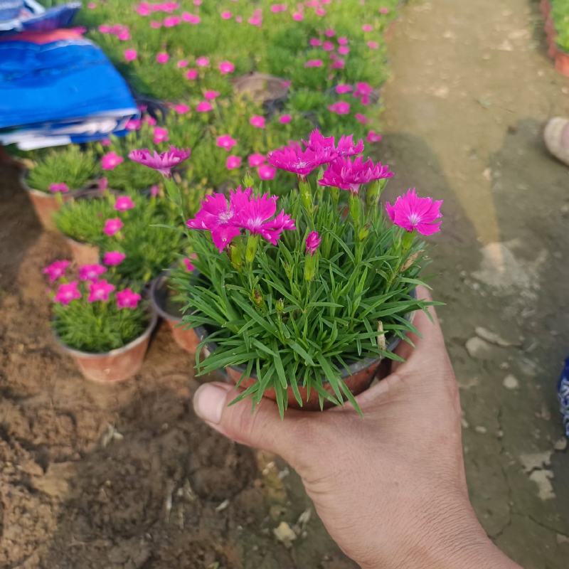 【牛商推荐】欧石竹基地大量现货供应欢迎大家咨询订购